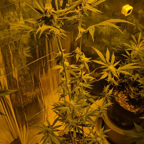 Strawberry Marshmallow growlog timeline photo