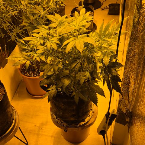 Kushi 😶‍🌫️(rest n. Teilernte/ critical kush, 9.1.24 🎁, Kümmerling) growlog timeline photo