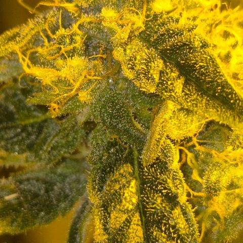 Strawberry Marshmallow growlog timeline photo