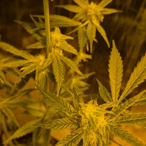 Strawberry Marshmallow growlog timeline photo