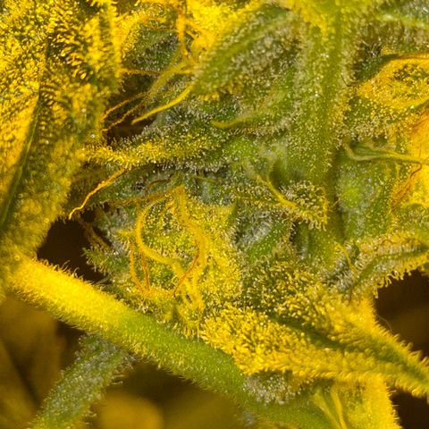 Strawberry Marshmallow growlog timeline photo