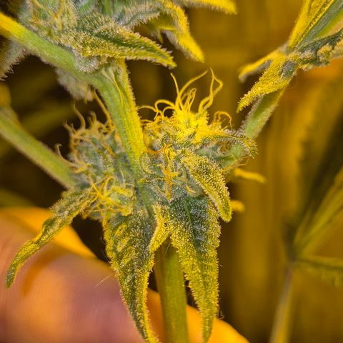 Strawberry Marshmallow growlog timeline photo