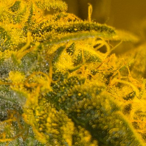 Strawberry Marshmallow growlog timeline photo