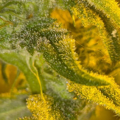 Strawberry Marshmallow growlog timeline photo