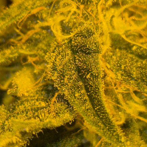 Strawberry Marshmallow growlog timeline photo