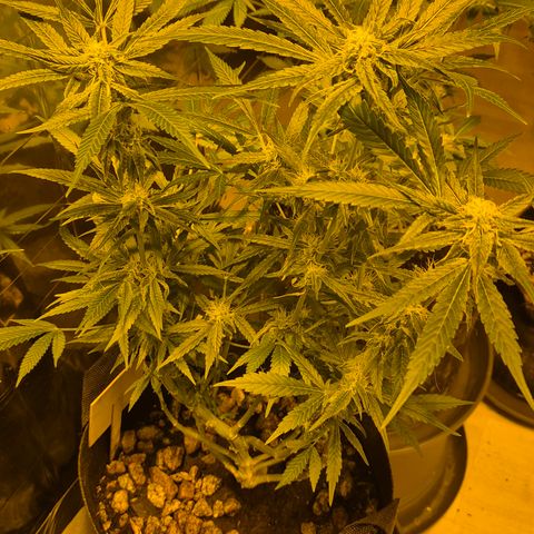 Bonsai Surprised moon, amnesia lemon  growlog timeline photo