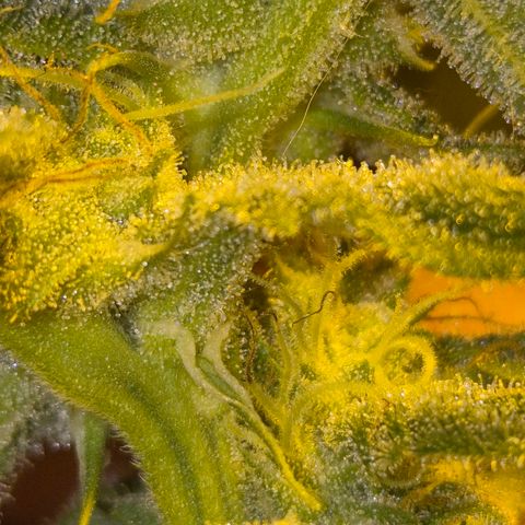 Strawberry Marshmallow growlog timeline photo