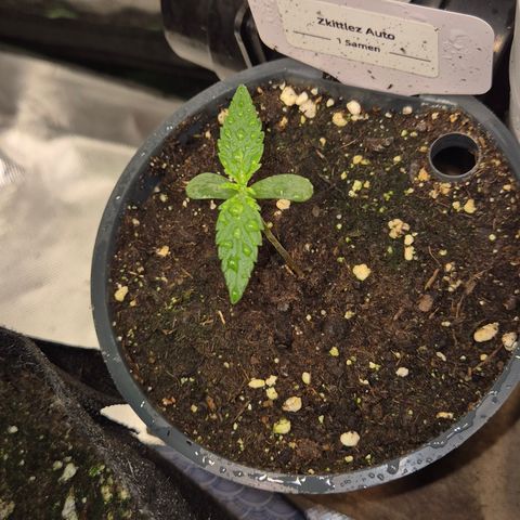🌈 Zkittles auto🌈 growlog timeline photo