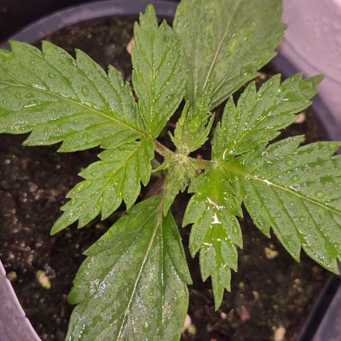 🌅Sherbi photo, blue sunset sherbert, Barneys farm  growlog timeline photo