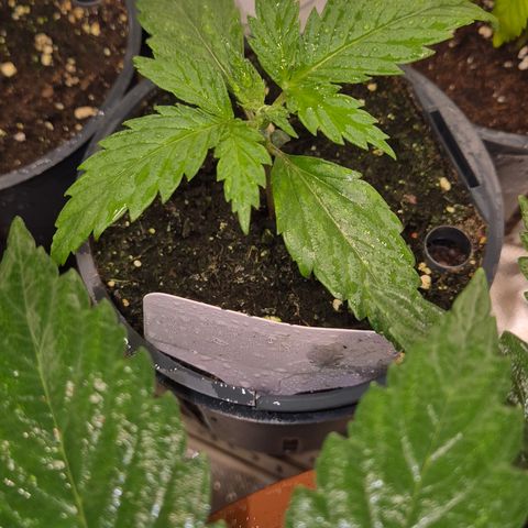 🌅Sherbi photo, blue sunset sherbert, Barneys farm  growlog timeline photo