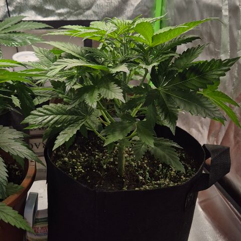 Runtzi Auto ♥️ Barney's Farm  growlog photo: Vorblüte 
