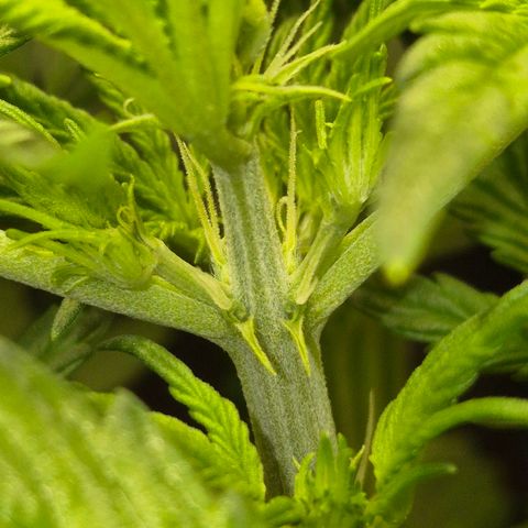 Runtzi Auto ♥️ Barney's Farm  growlog timeline photo