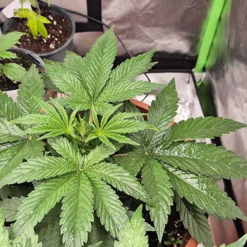Mimosa evo Photo ♥️ Barney's Farm  growlog timeline photo
