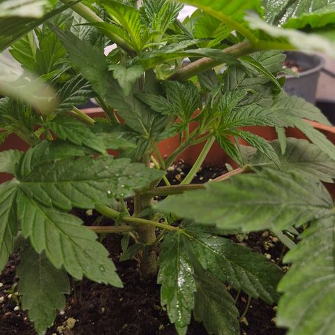 Mimosa evo Photo ♥️ Barney's Farm  growlog timeline photo