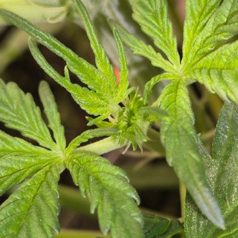 Runtzi Auto ♥️ Barney's Farm  growlog photo: Vorblüte 