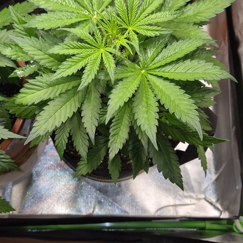 Runtzi Auto ♥️ Barney's Farm  growlog photo: Vorblüte 