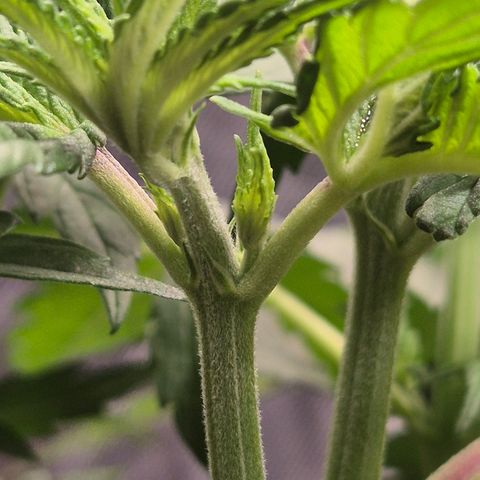 DieAnnas  #2 amnesia lemon/ungedämmter Dachboden growlog photo: Topping Erfolgreich