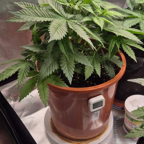 DieAnnas  #2 amnesia lemon/ungedämmter Dachboden growlog photo: Topping Erfolgreich