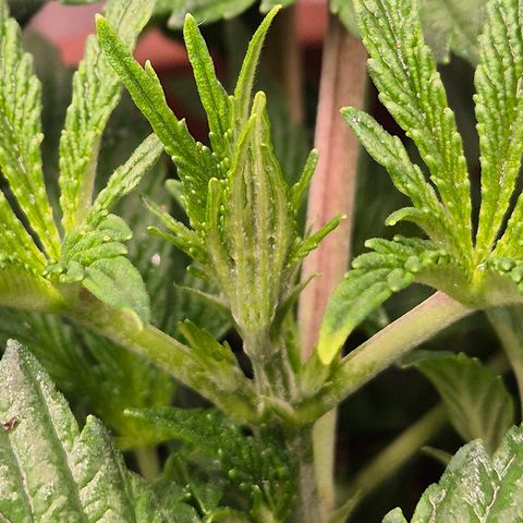 Mimosa evo Photo ♥️ Barney's Farm  growlog timeline photo