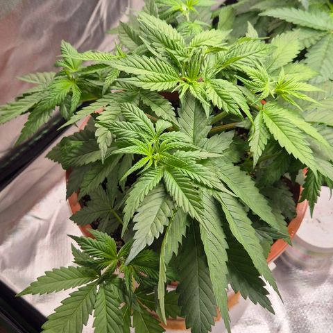 DieAnnas  #2 amnesia lemon/ungedämmter Dachboden growlog photo: Topping Erfolgreich
