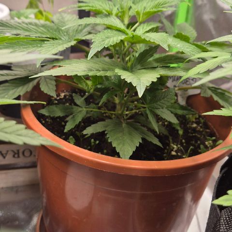 Mimosa evo Photo ♥️ Barney's Farm  growlog timeline photo