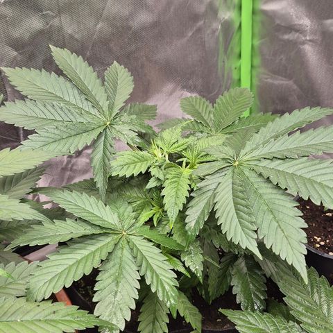 🍍Anna  #1 amnesia lemon  growlog photo: Topping Erfolgreich
