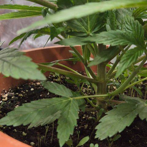 Mimosa evo Photo ♥️ Barney's Farm  growlog timeline photo
