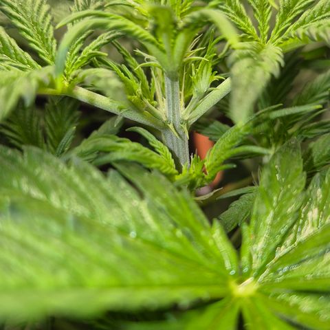 Runtzi Auto ♥️ Barney's Farm  growlog photo: Vorblüte 