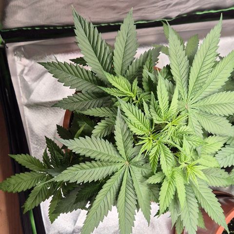 DieAnnas  #2 amnesia lemon/ungedämmter Dachboden growlog photo: Topping Erfolgreich