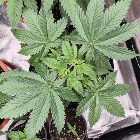 🍍Anna  #1 amnesia lemon  growlog photo: Topping Erfolgreich