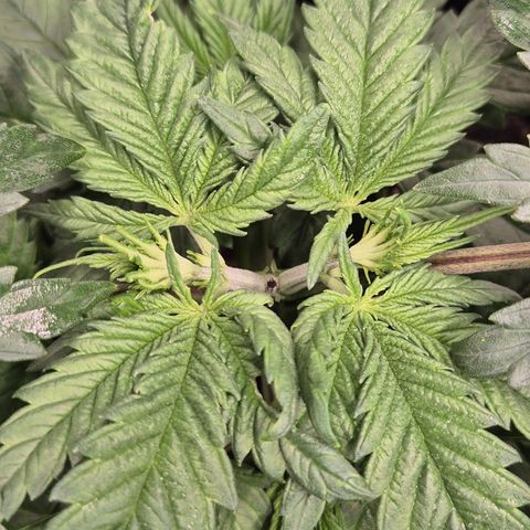 🍍Anna  #1 amnesia lemon  growlog photo: Topping Erfolgreich