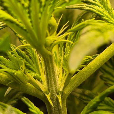 Runtzi Auto ♥️ Barney's Farm  growlog timeline photo