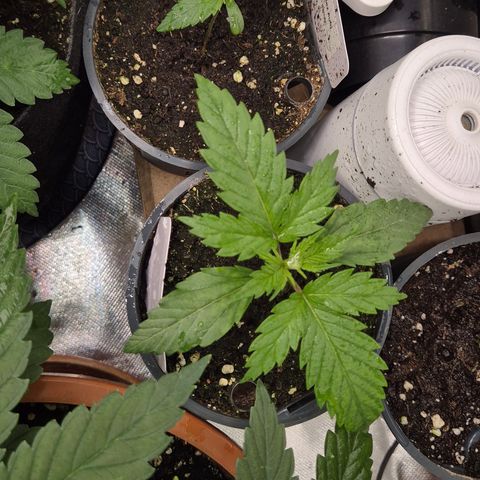 🌅Sherbi photo, blue sunset sherbert, Barneys farm  growlog timeline photo