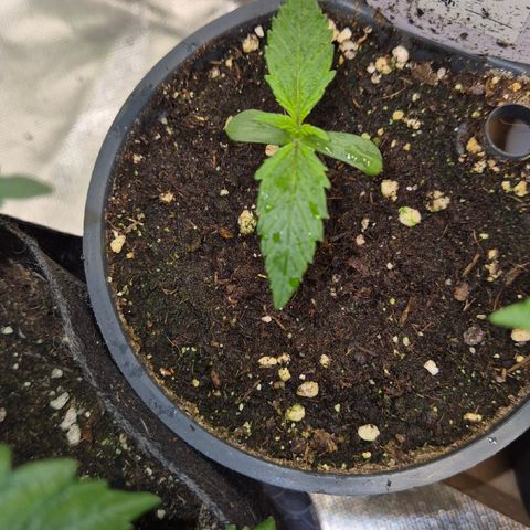 🌈 Zkittles auto🌈 growlog timeline photo