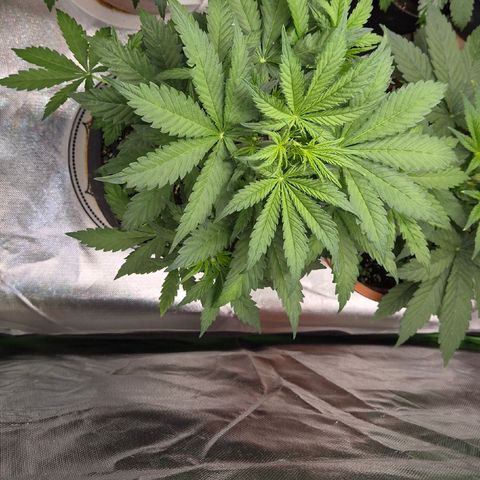 Runtzi Auto ♥️ Barney's Farm  growlog timeline photo