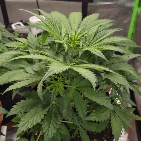 Runtzi Auto ♥️ Barney's Farm  growlog timeline photo