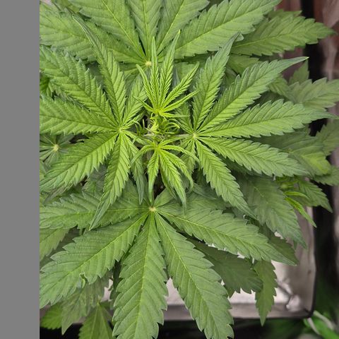 Runtzi Auto ♥️ Barney's Farm  growlog timeline photo