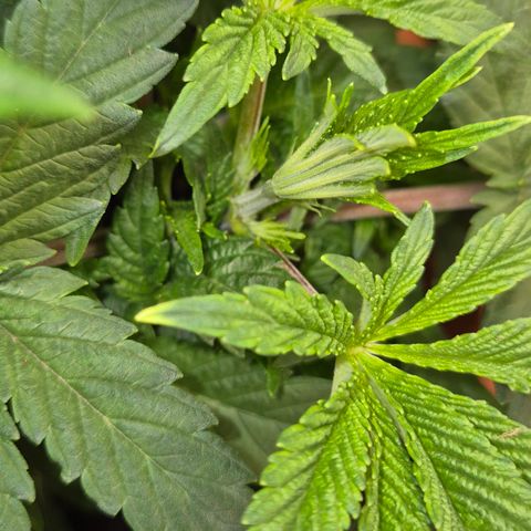 Mimosa evo Photo ♥️ Barney's Farm  growlog timeline photo