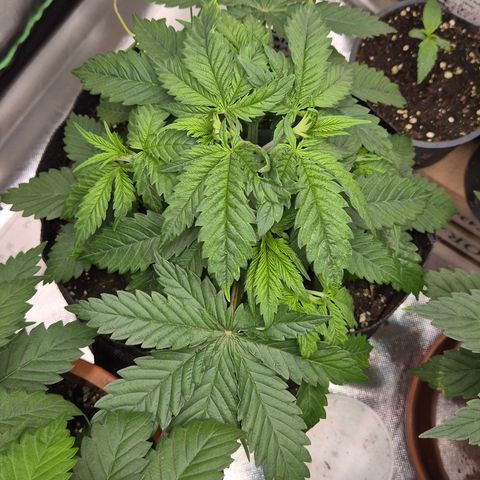 🍍Anna  #1 amnesia lemon  growlog timeline photo