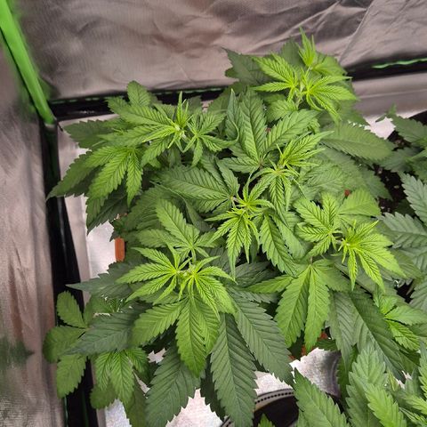 DieAnnas  #2 amnesia lemon/ungedämmter Dachboden growlog timeline photo