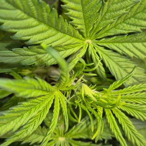Runtzi Auto ♥️ Barney's Farm  growlog timeline photo