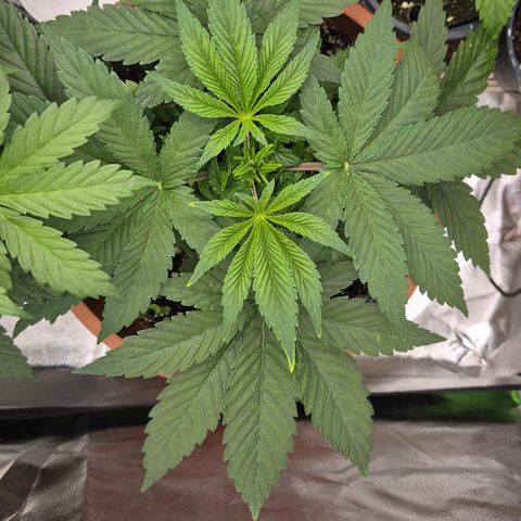 Mimosa evo Photo ♥️ Barney's Farm  growlog timeline photo