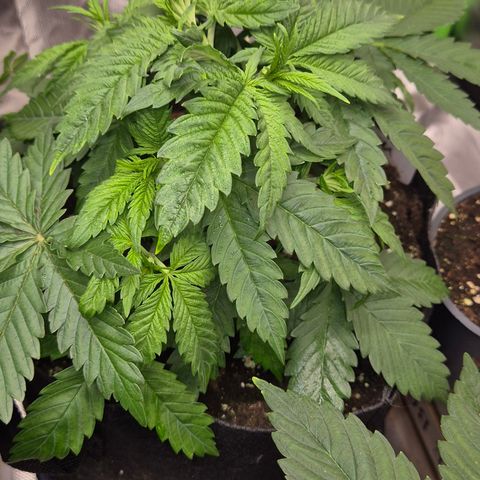 🍍Anna  #1 amnesia lemon  growlog timeline photo