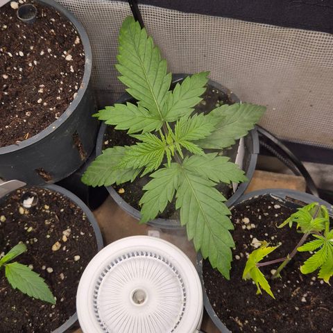 🌅Sherbi photo, blue sunset sherbert, Barneys farm  growlog timeline photo