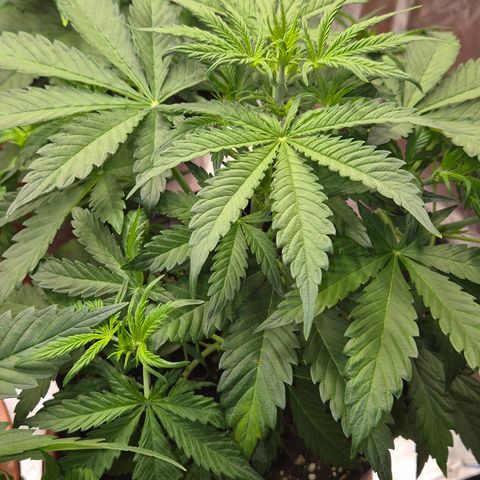 Runtzi Auto ♥️ Barney's Farm  growlog timeline photo