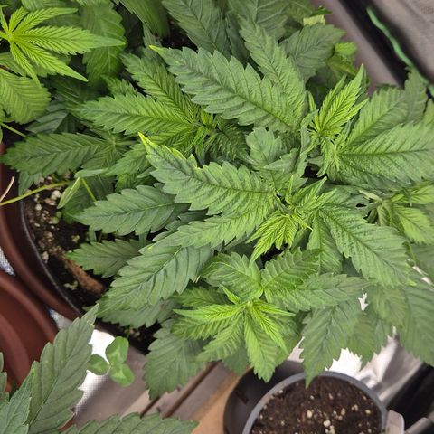 🍍Anna  #1 amnesia lemon  growlog timeline photo