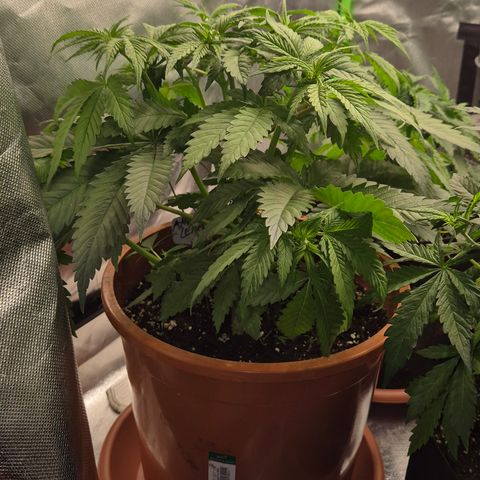 DieAnnas  #2 amnesia lemon/ungedämmter Dachboden growlog timeline photo