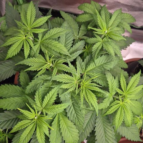 DieAnnas  #2 amnesia lemon/ungedämmter Dachboden growlog timeline photo