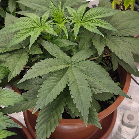 Mimosa evo Photo ♥️ Barney's Farm  growlog timeline photo