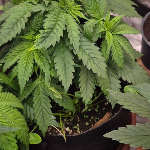 🍍Anna  #1 amnesia lemon  growlog timeline photo